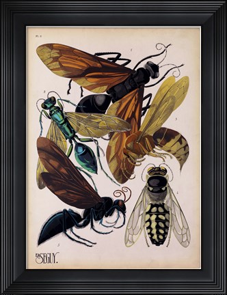 Framed Insects, Plate 15 Print