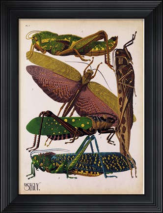 Framed Insects, Plate 16 Print