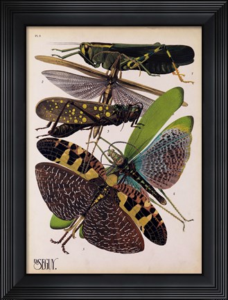 Framed Insects, Plate 2 Print
