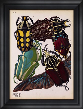 Framed Insects, Plate 3 Print
