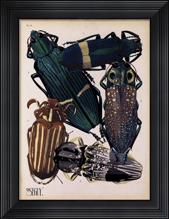 Framed Insects, Plate 4 Print