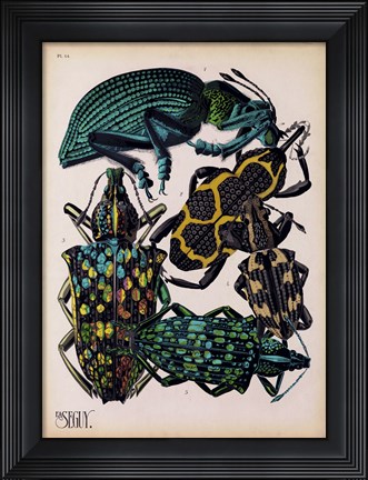 Framed Insects, Plate 6 Print