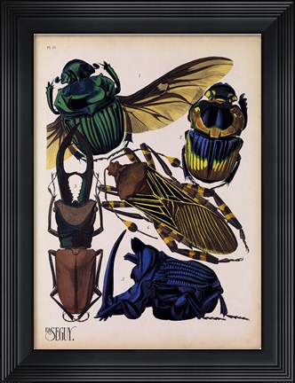 Framed Insects, Plate 7 Print