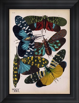 Framed Insects, Plate 8 Print