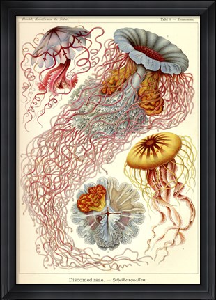 Framed Jellyfish, Discomedusae Print