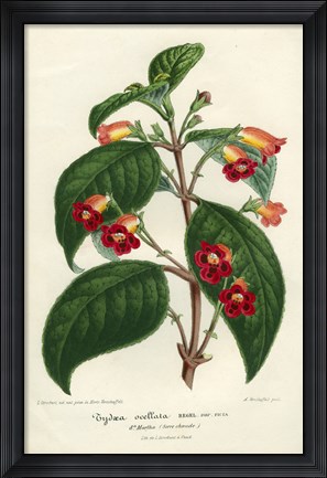 Framed Kohleria of Central America Print