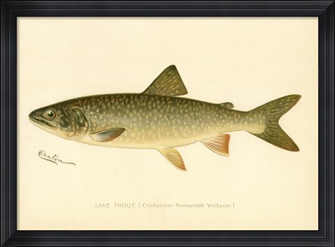 Framed Lake Trout Print