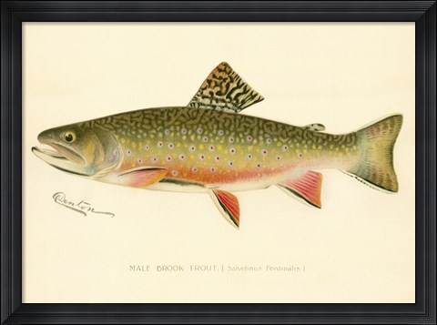 Framed Male Brook Trout Print