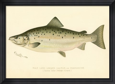 Framed Male Land Locked Salmon Print