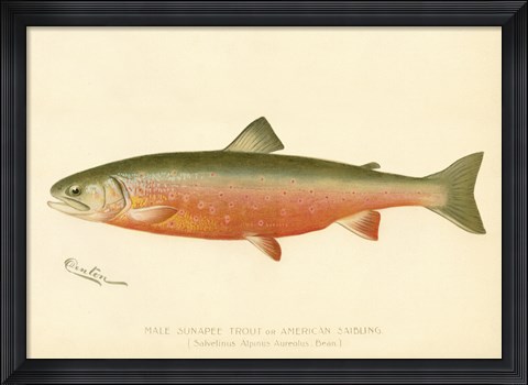 Framed Male Sunapee Trout Print