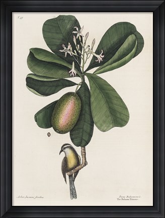Framed Mark Catesby, Naturalist, 1720's Print