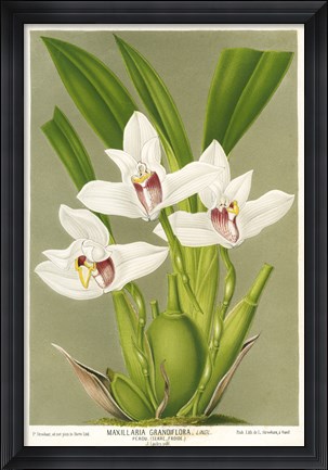 Framed Maxillaria Orchid Print