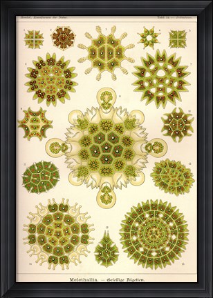 Framed Melethallia Print