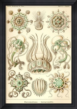 Framed Narcomedusae - Scheiben-Strahlinge - Heliodiscus Print