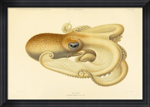 Framed Octopus - Die Cephalopod - 1915 - Plate 75 Print