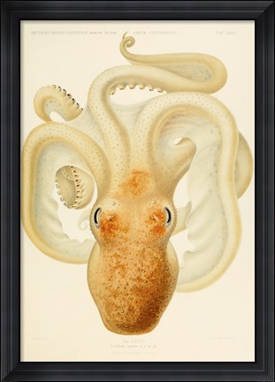 Framed Octopus - Die Cephalopod - 1915 - Plate 76 Print
