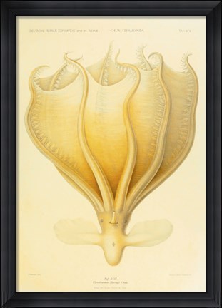 Framed Octopus - Die Cephalopod - 1915 - Plate 92 Print
