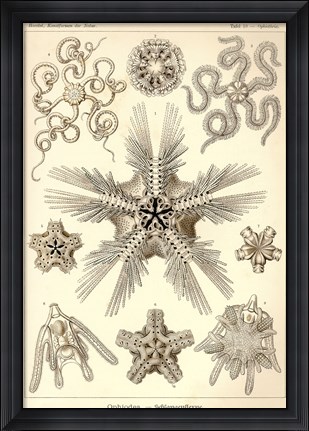 Framed Ophiodea Print