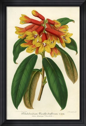 Framed Orange Yellow Rhododendron Print