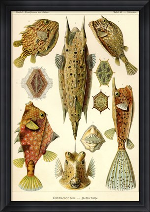 Framed Ostraciontes - Scheiben-Strahlinge - Heliodiscus Print