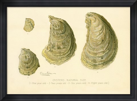 Framed Oysters Natural Size Print