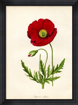 Framed Papaver Rhoeas, Red Poppy Print