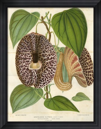 Framed Pelican Flower Print