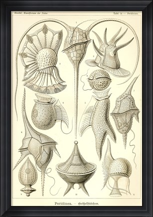 Framed Peridinea - Scheiben-Strahlinge - Heliodiscus Print