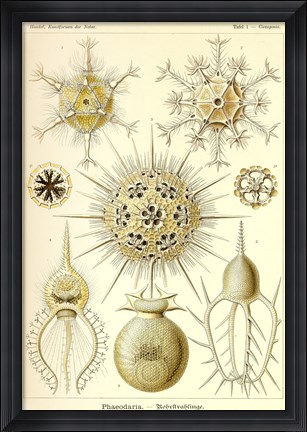 Framed Phaeodaria Radiolaria Print