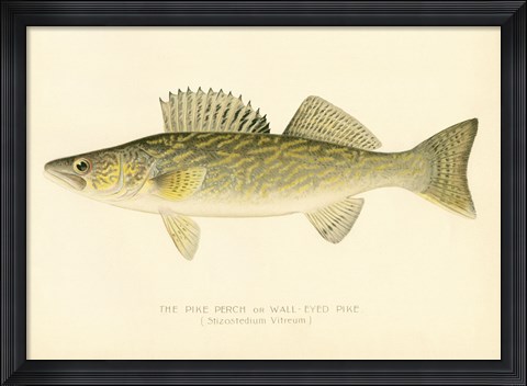 Framed Pike Perch Print