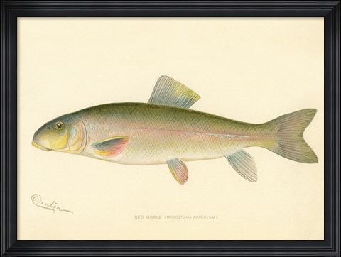 Framed Red Horse Fish Print