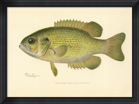 Framed Rock Bass Print