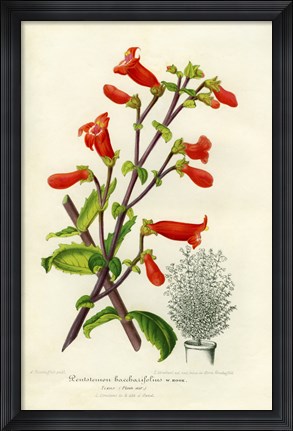 Framed Rock penstemon, Cut-Leaf Penstemon Print