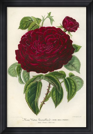 Framed Rose Victor Trouillard Print