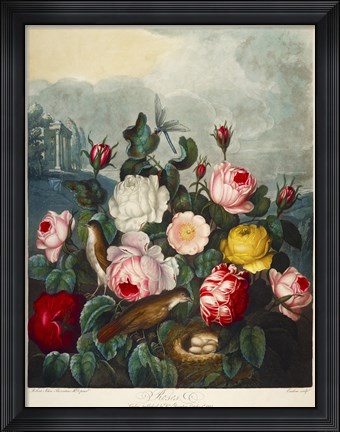 Framed Roses by Thornton Print
