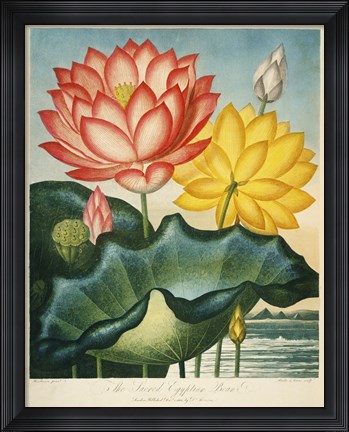 Framed Sacred Egyptian Bean Print