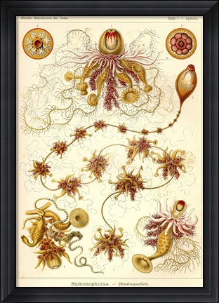 Framed Siphonophorae - Scheiben-Strahlinge - Heliodiscus Print