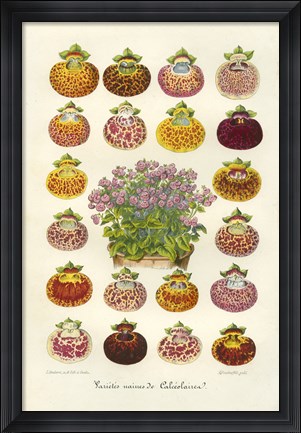 Framed Slipper Flower Varieties Print