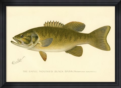 Framed Small Mouthed Black Bass Print
