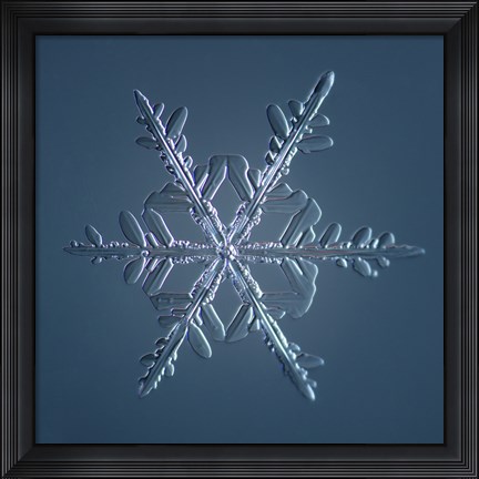 Framed Stellar Dendrite Snowflake 005.2.16.2014 Print