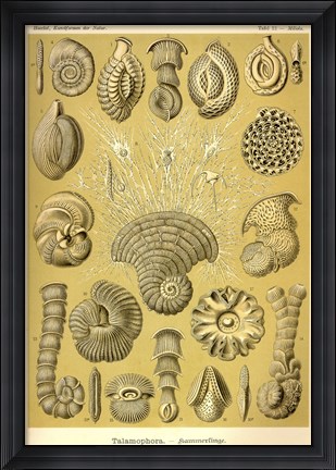 Framed Talamophora Print