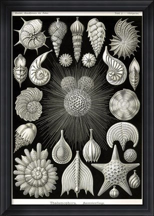 Framed Thalamophora Print