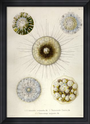 Framed Thalassicollida Print