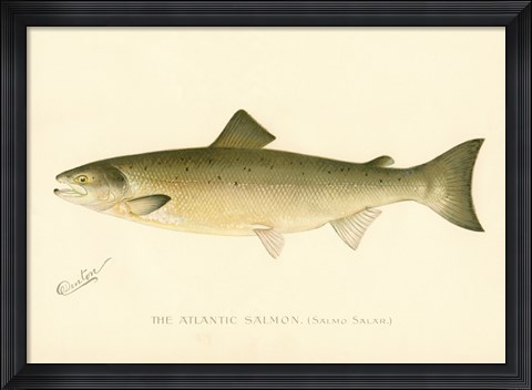 Framed Atlantic Salmon Print