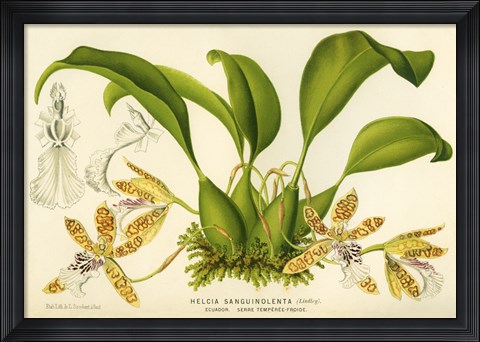 Framed Blood-Stained Helcia Print