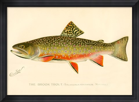 Framed Brook Trout Print