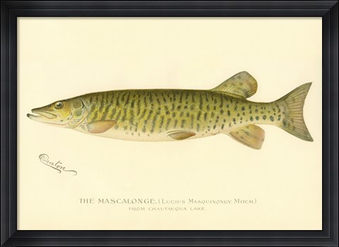 Framed Mascalonge Print