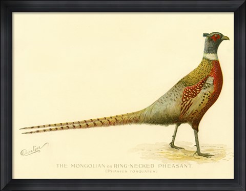 Framed Mongolian or Ring-Necked Pheasant Print