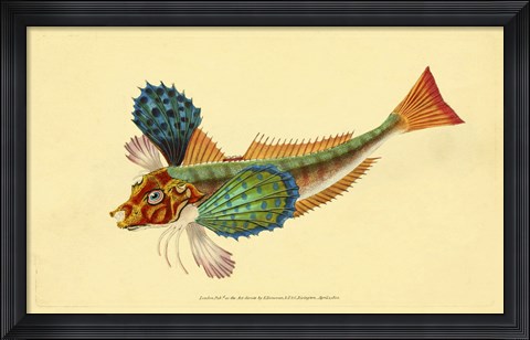 Framed Natural History of British Fishes - Plate 1 Print