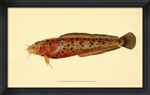 Framed Natural History of British Fishes - Plate 2 Print